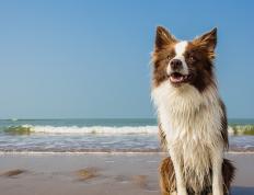 PG电子游戏-2026世界杯焦点战，希腊铁壁压制厄瓜多尔，战术纪律战胜南美风暴